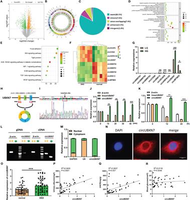 CircUBXN7 promotes macrophage infiltration and renal fibrosis associated with the IGF2BP2-dependent SP1 mRNA stability in diabetic kidney disease